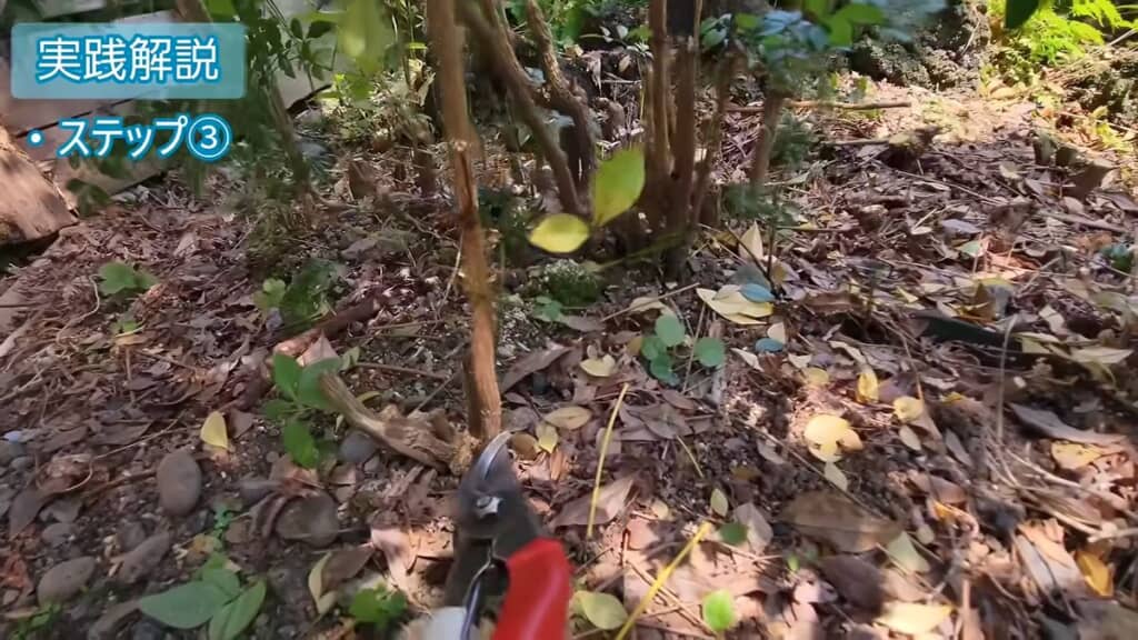 株の中心地から離れた場所にある幹をカット
