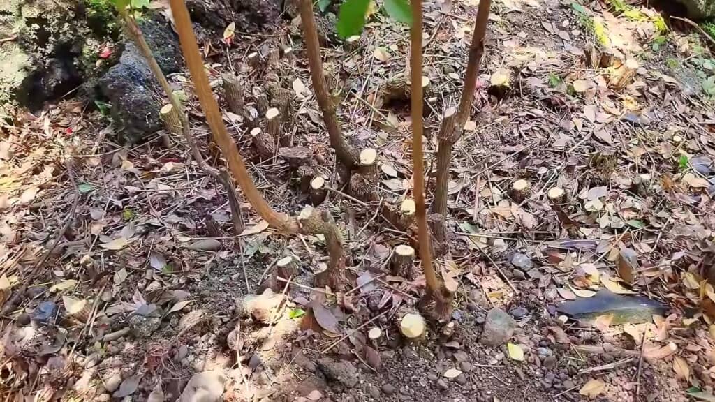 剪定を通じて残った幹