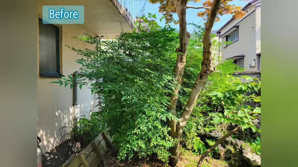 剪定前のナンテン