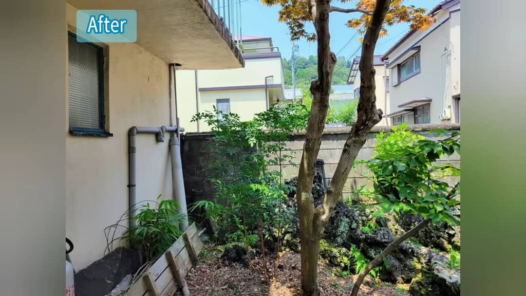 剪定後のナンテンと見えるようになった遠くの景色