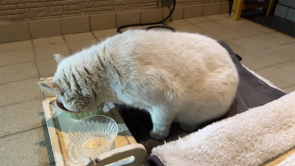 野良猫食堂のお代は「ナデナデ」なのだとか
