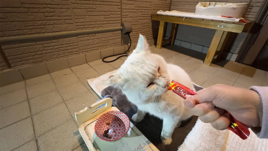マシロさんはちゅ~るを食べてから、野良猫食堂を去っていきました