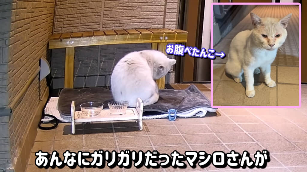 ガリガリからふっくらまんまるになったマシロさん
