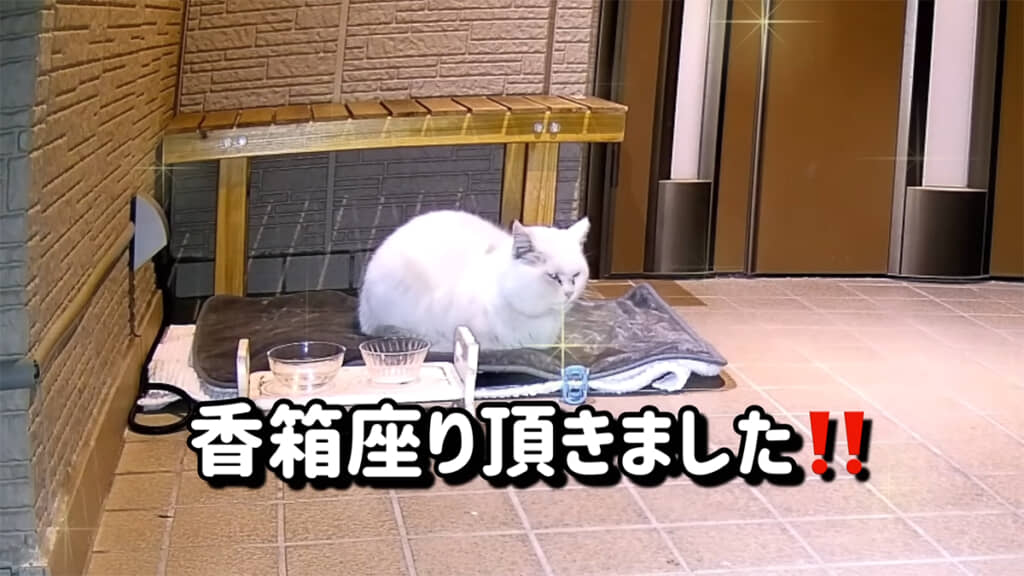ホットマットの上で香箱座りするマシロさん