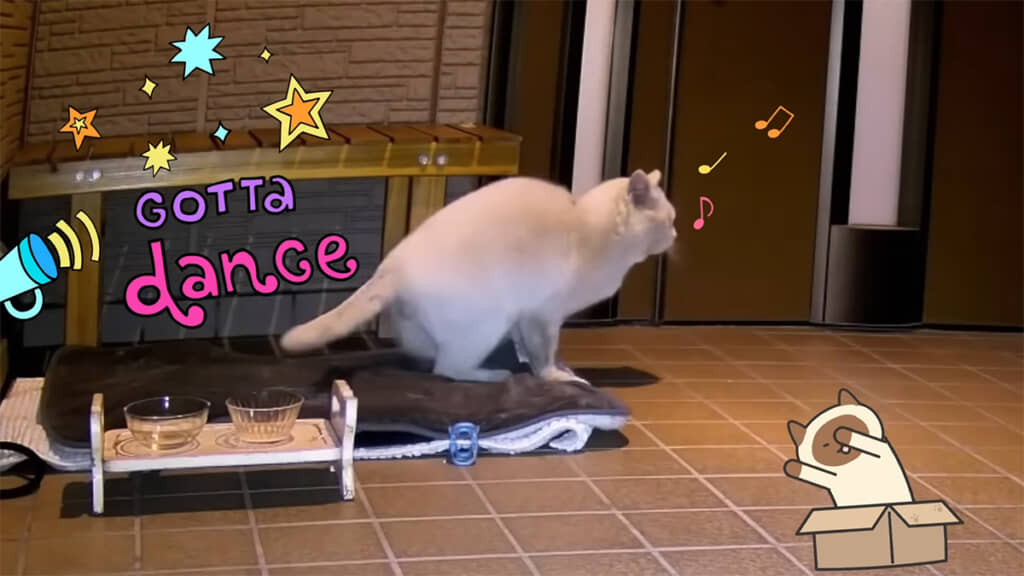 ご機嫌なダンスを始めました