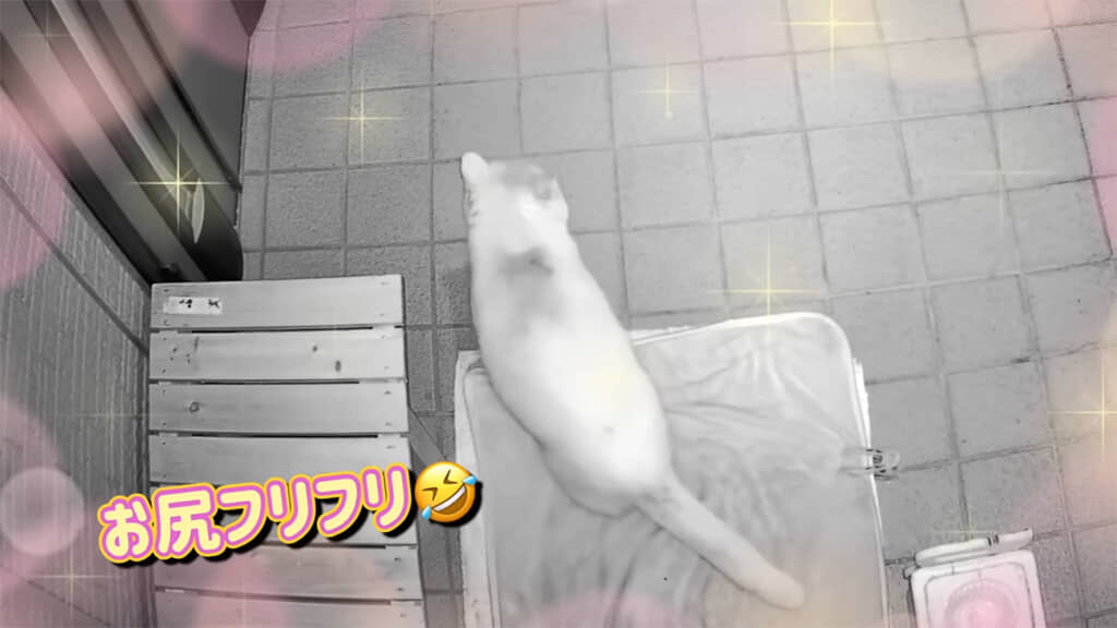 上から見てもかわいいダンスです◎