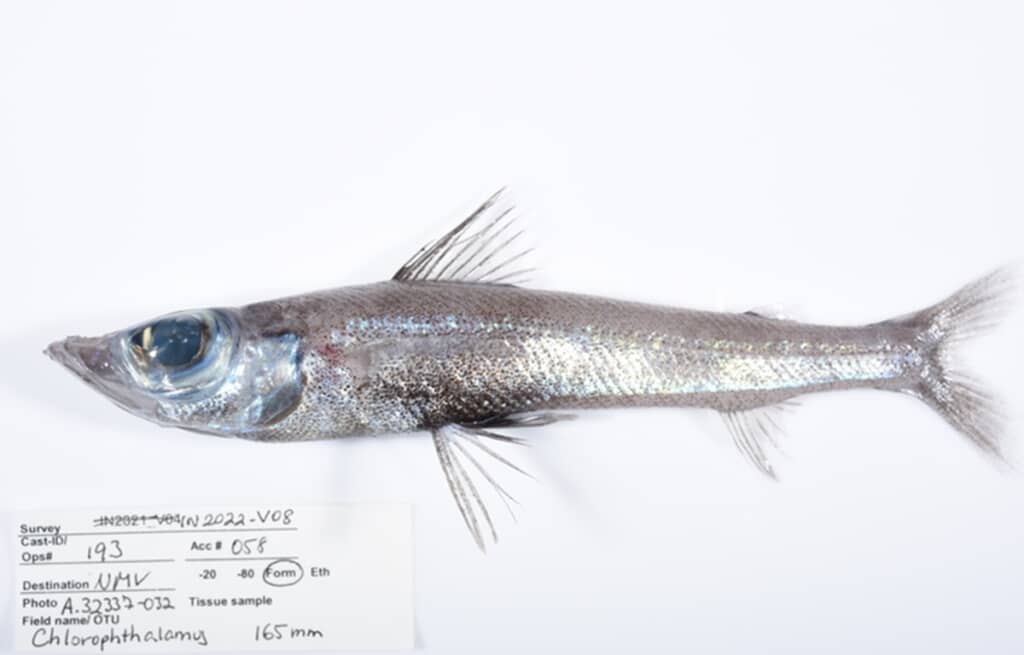 今回の調査で採集された新種の深海魚「Chlorophthalmus属」の一種