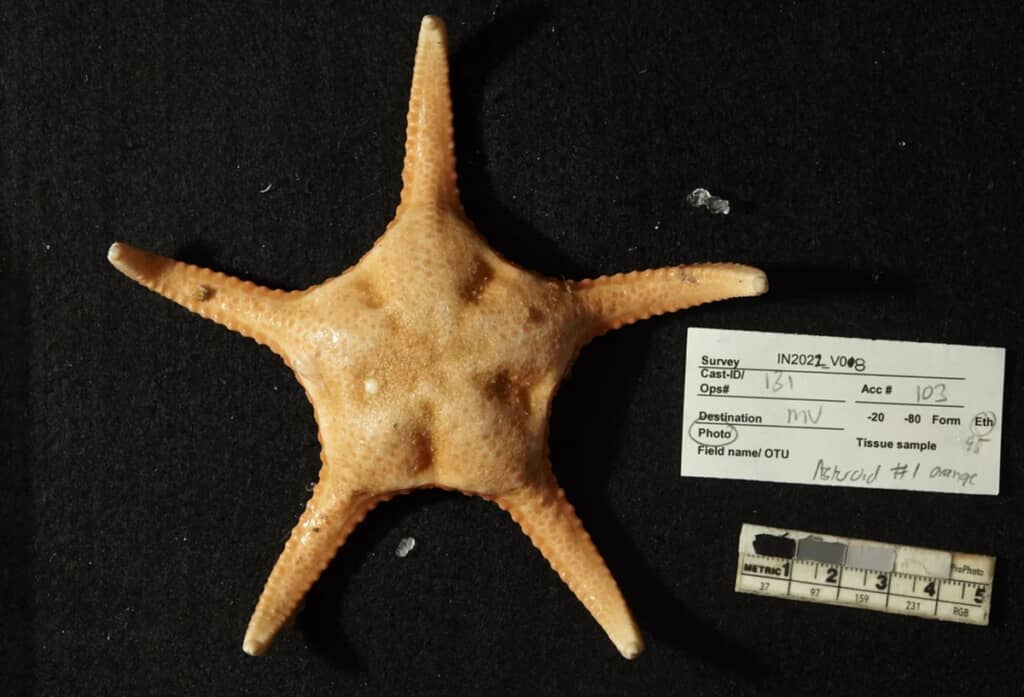 2022年の調査で採集され、その後新種として記載された深海性のヒトデ「Atheraster umbo」
