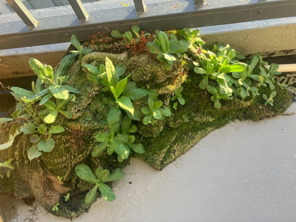 捨てる予定だった毛布