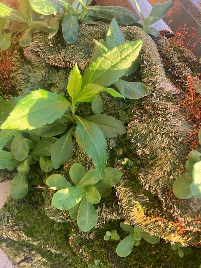 2年経つと湿地帯に