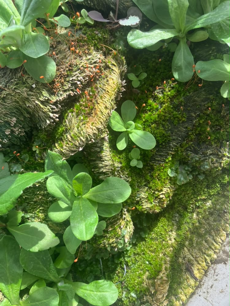 生き生きと育つ植物たち