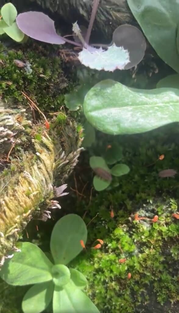 「都会の植物はしたたかで美しいです」とコメント