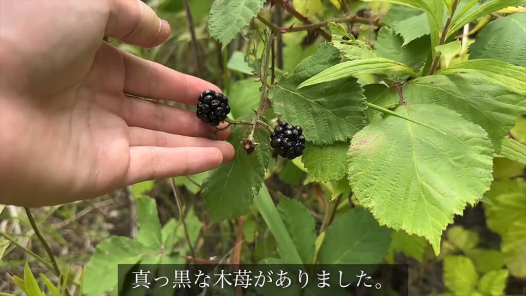 海沿いの道端で発見した“真っ黒なキイチゴ”