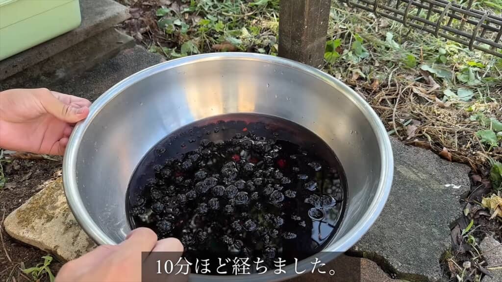 大量採取したブラックベリー