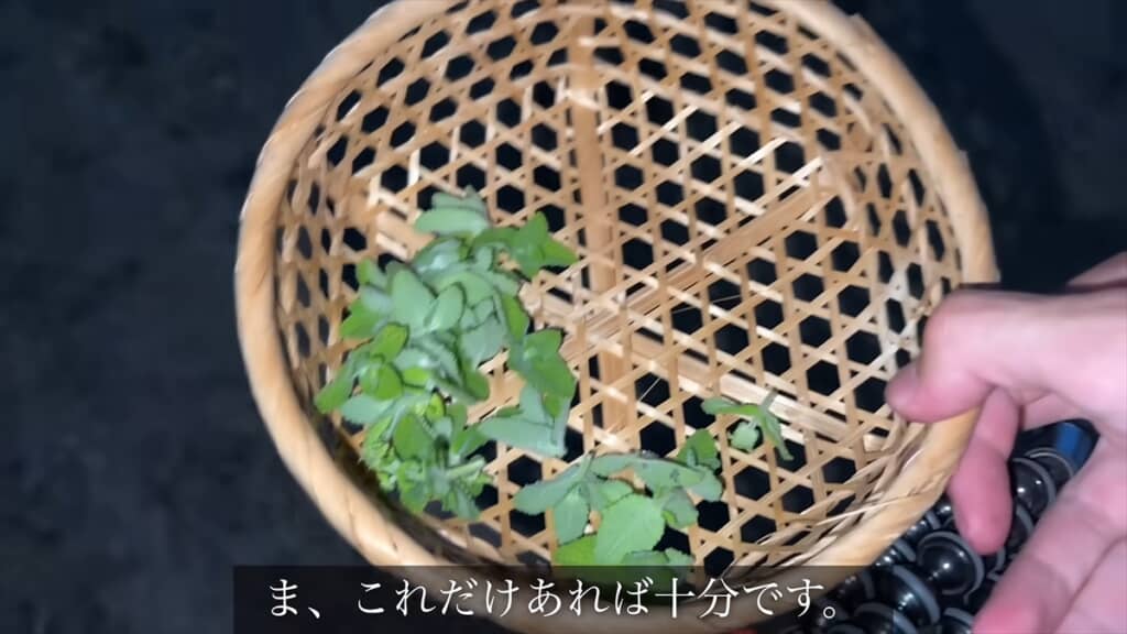 野生のミントも採取