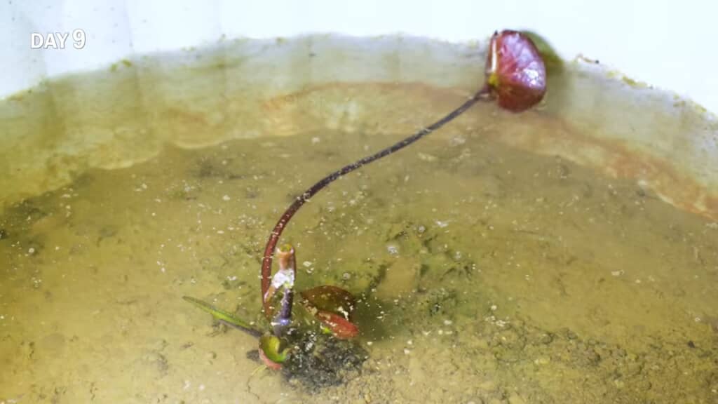 9日目には葉が水面へ。ニョキニョキ伸びる様子がクセになりそう