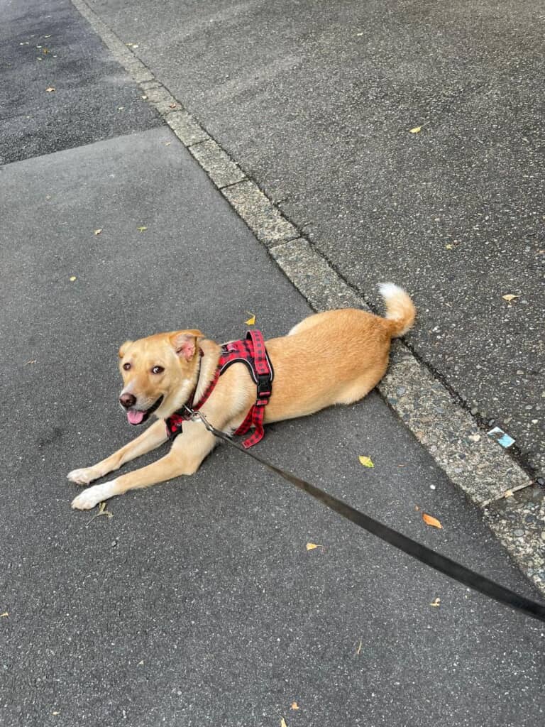 もうすぐで5歳になる元保護犬の「なつ子」ちゃん