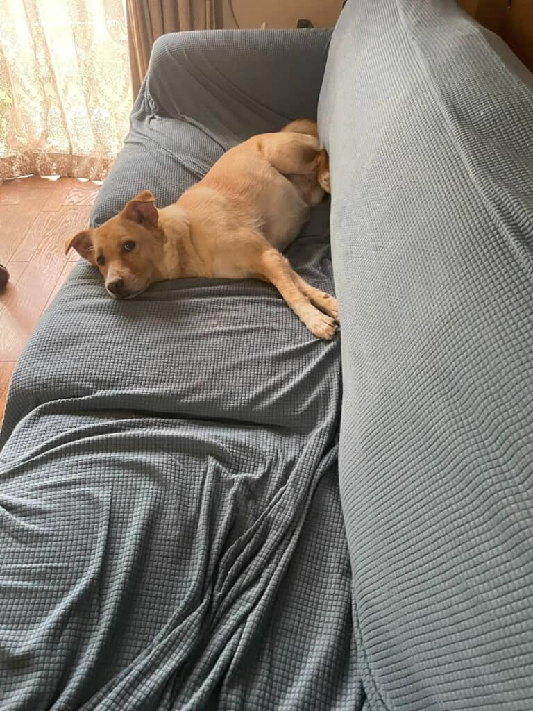 ソファで番犬中