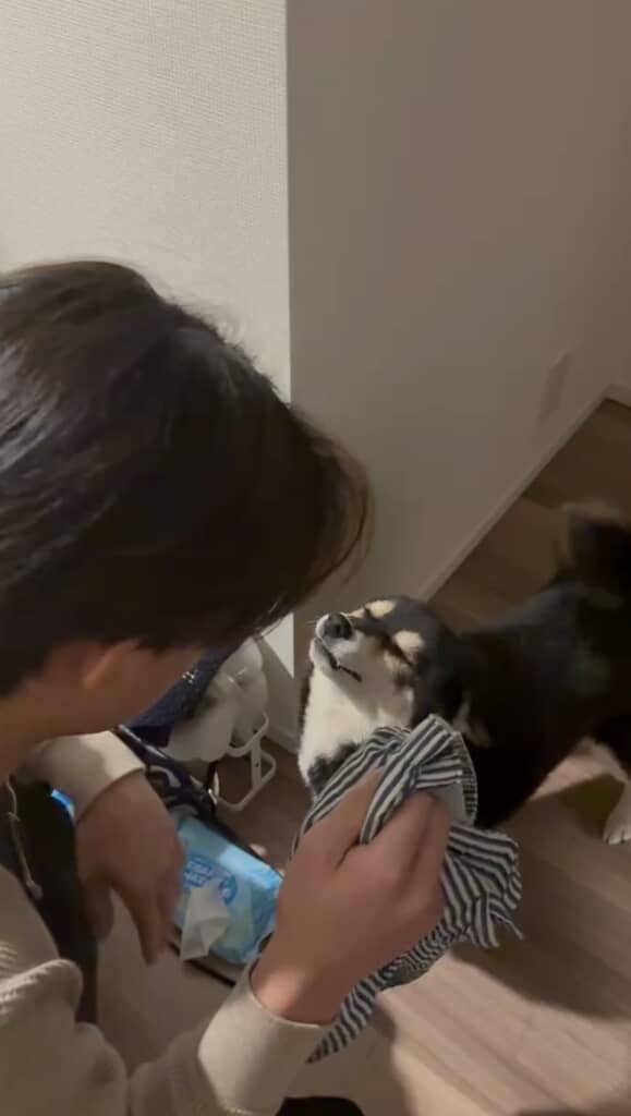 イタズラがバレてしまった、さくらちゃん