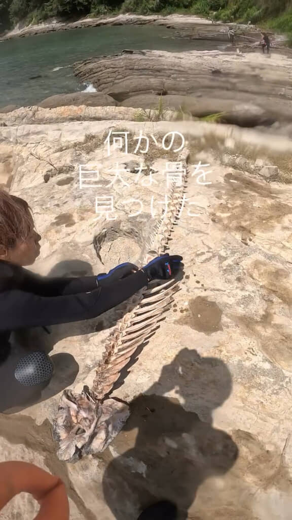 まるで骨格標本みたい