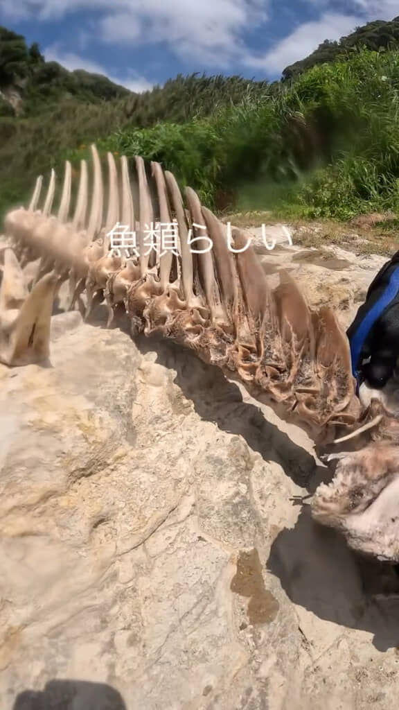 立派な背骨