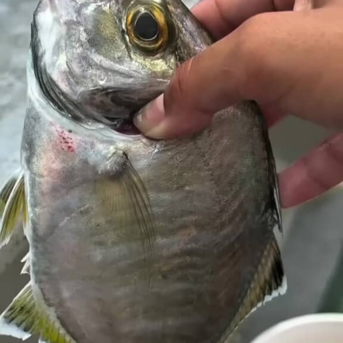 三重県で釣った魚の体内に……　鳥肌モノの“惨状”が67万再生「できれば見たくなかった…」「怖すぎる」（1/3） | ライフスタイル ねとらぼ