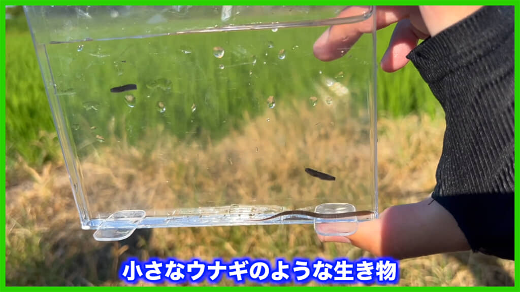 1年前の8月に、長細い不思議な魚を捕獲しました