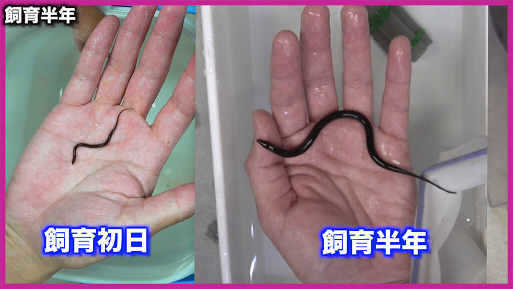 つまようじサイズから3~4倍になりました