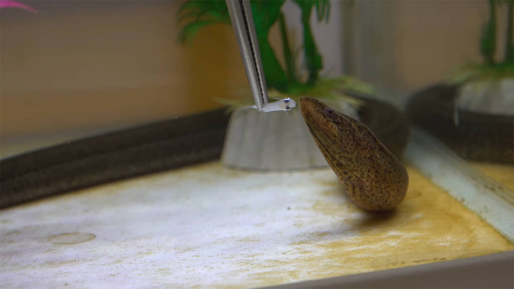 まずは小さなカダヤシとブルーギルを与えると……