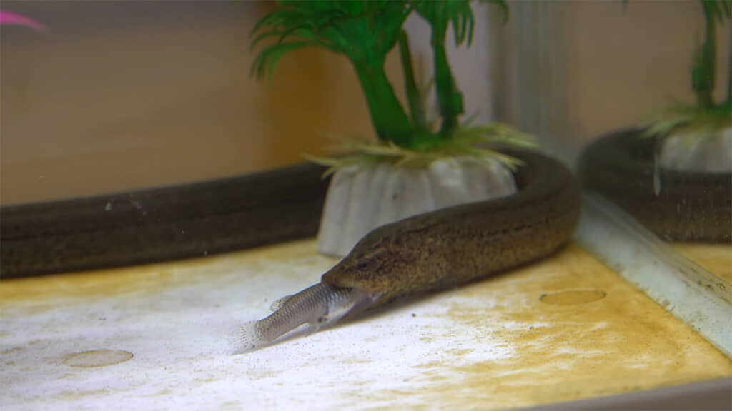 大きめの獲物は頭に食いついて