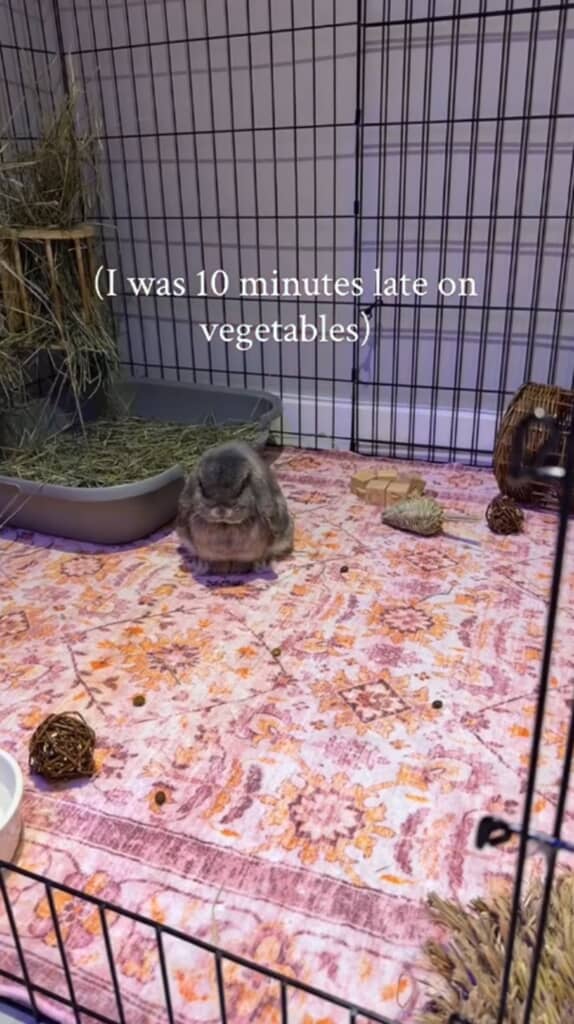 静かに飼い主さんを見ているウサギがいました