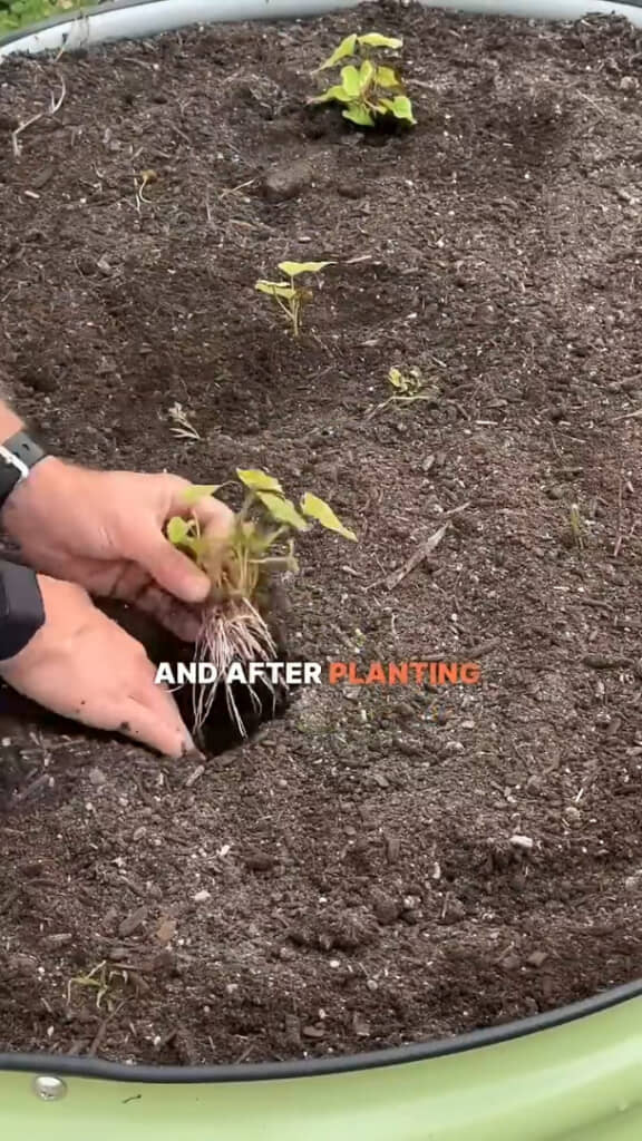 庭の畑に植え付けました