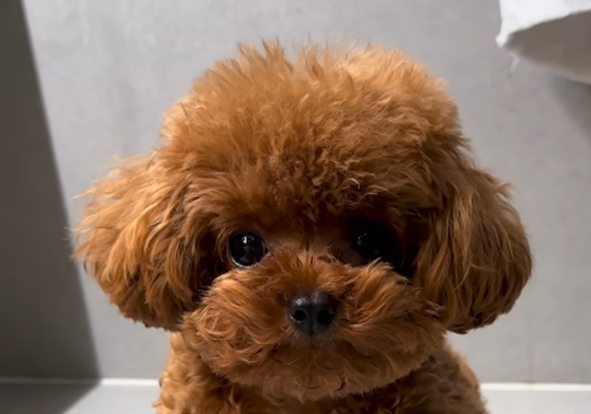 パパに愛犬のトリミングを任せたら……　帰宅したまさかの姿が5000万再生「これはやばいｗ」「ウケ過ぎて言葉が出ない」【海外】（1/2） | 犬 ねとらぼ