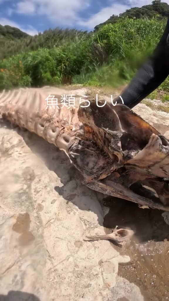 大きな頭部