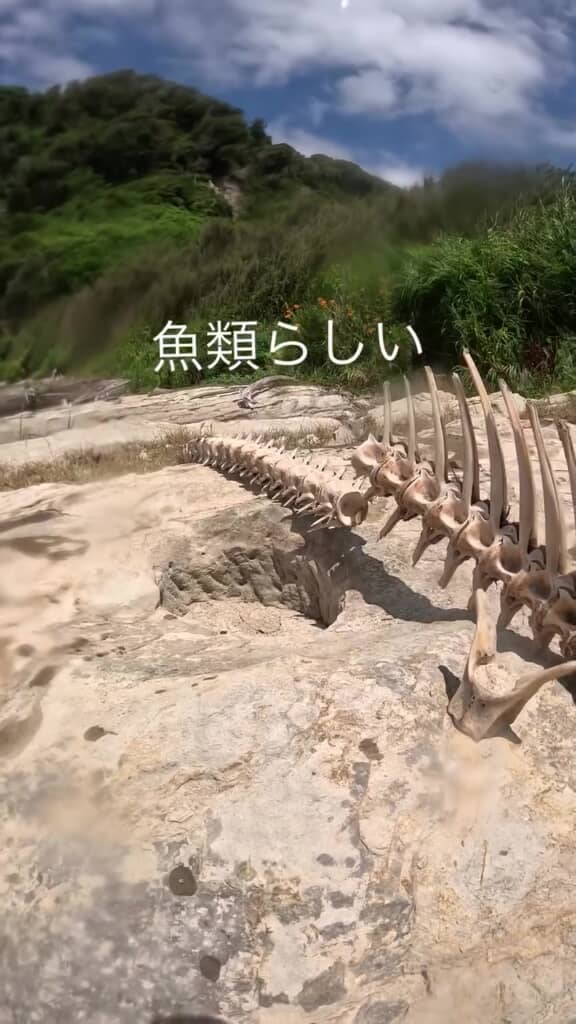 まるで巨大な骨格標本のよう