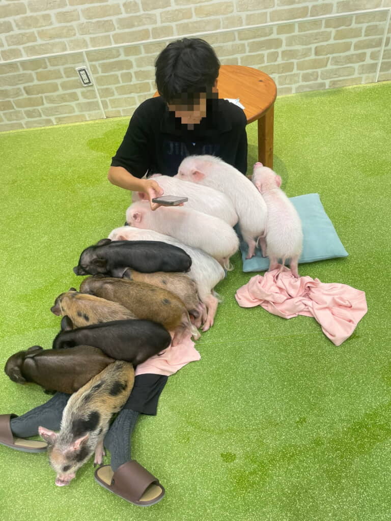 ブタさんがいっぱいだ!