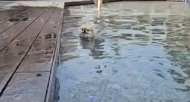 水の中をトコトコ歩くチワワのモモくん