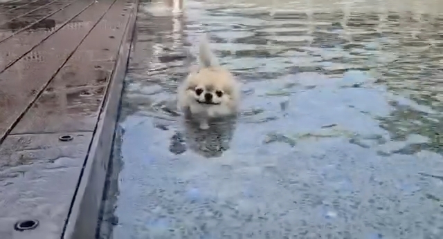 しっぽを左右にフリフリ♪