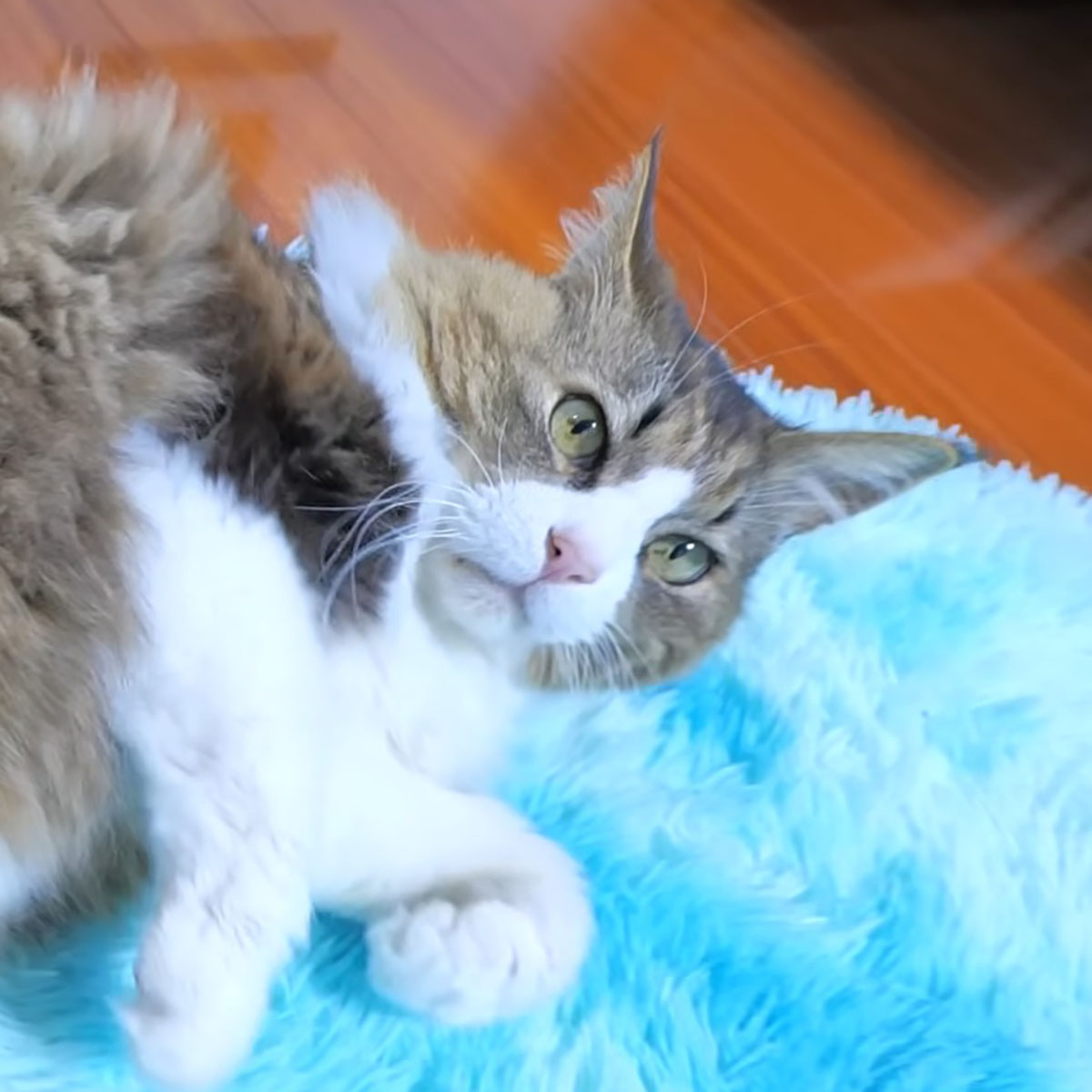 長毛種の大型猫→冬毛を取ったら……　信じられない光景に「スマートになりましたね」「もう一匹生まれそう」（1/3） | 猫 ねとらぼ