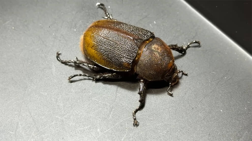 まずはメスが姿を現しました、黄色っぽい色合いが美しいです