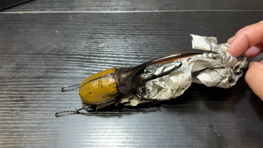 オスはかなり力が強いようです