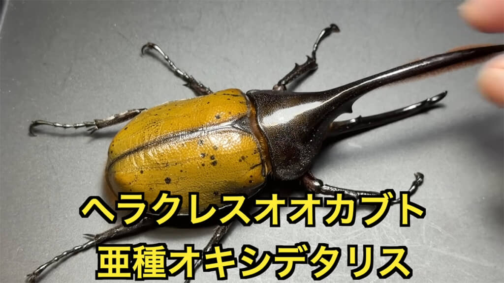 ヘラクレスオオカブトの「オキシデタリス」という亜種です