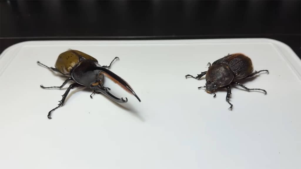 オキシデタリスのペア、ブリードできる日が楽しみですね