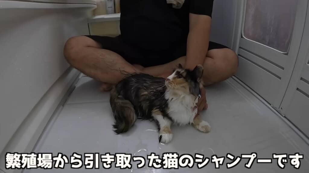 繁殖場から引き取った猫ちゃん