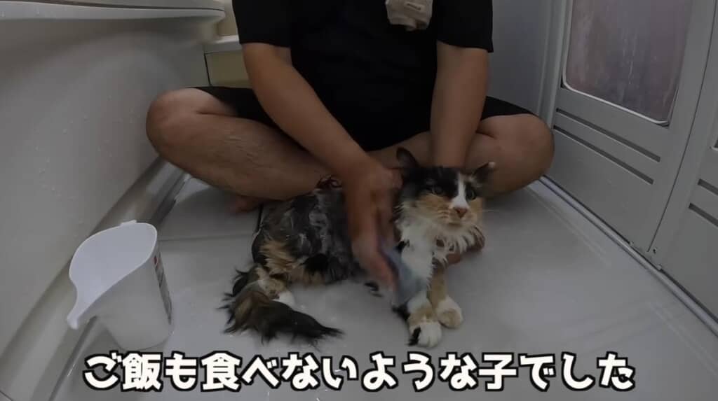 怖がりな性格で人間の手伝いが必要