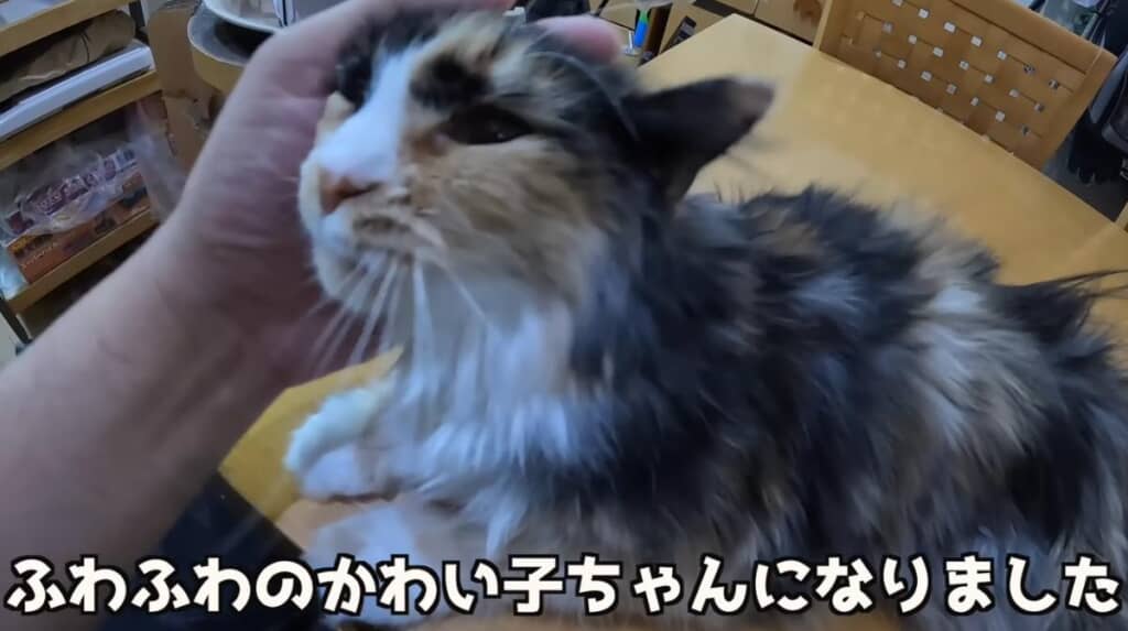 美人な長毛猫ちゃんでした