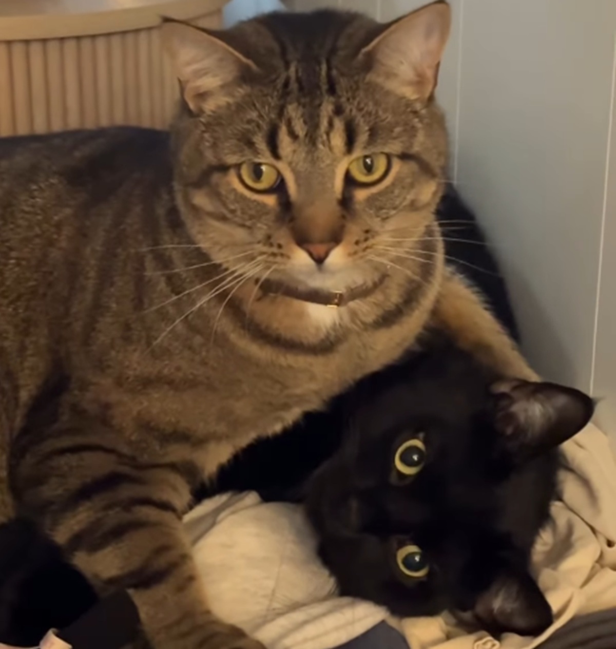 「なぜ1匹の猫だけぽっちゃりなんだろう？」→飼い主がふと見ると……「まじかｗ」　900万再生のまさかの光景に「笑い過ぎてお腹痛い」【海外】（1/2） | 猫 ねとらぼ