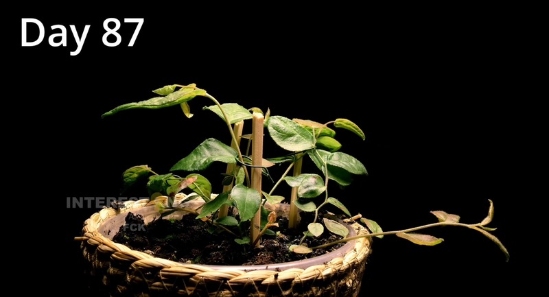 スーパーのブルーベリーの種を植えた結果