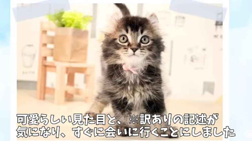 ペットショップが公開していた写真