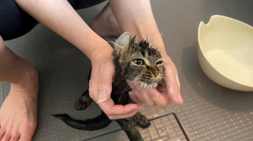 下痢を撒き散らすハプニングで、初シャンプー
